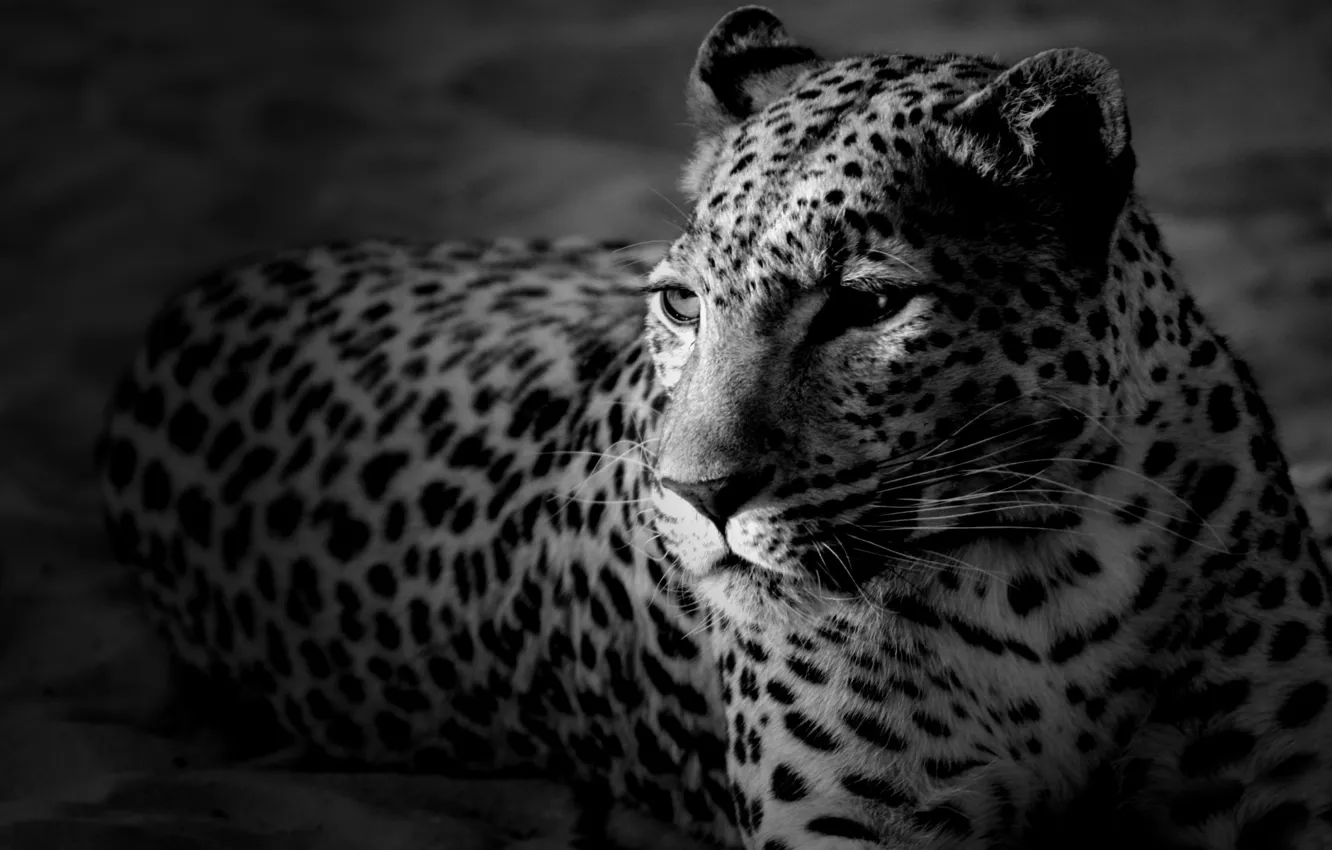 Фото обои морда, леопард, черно-белые обои