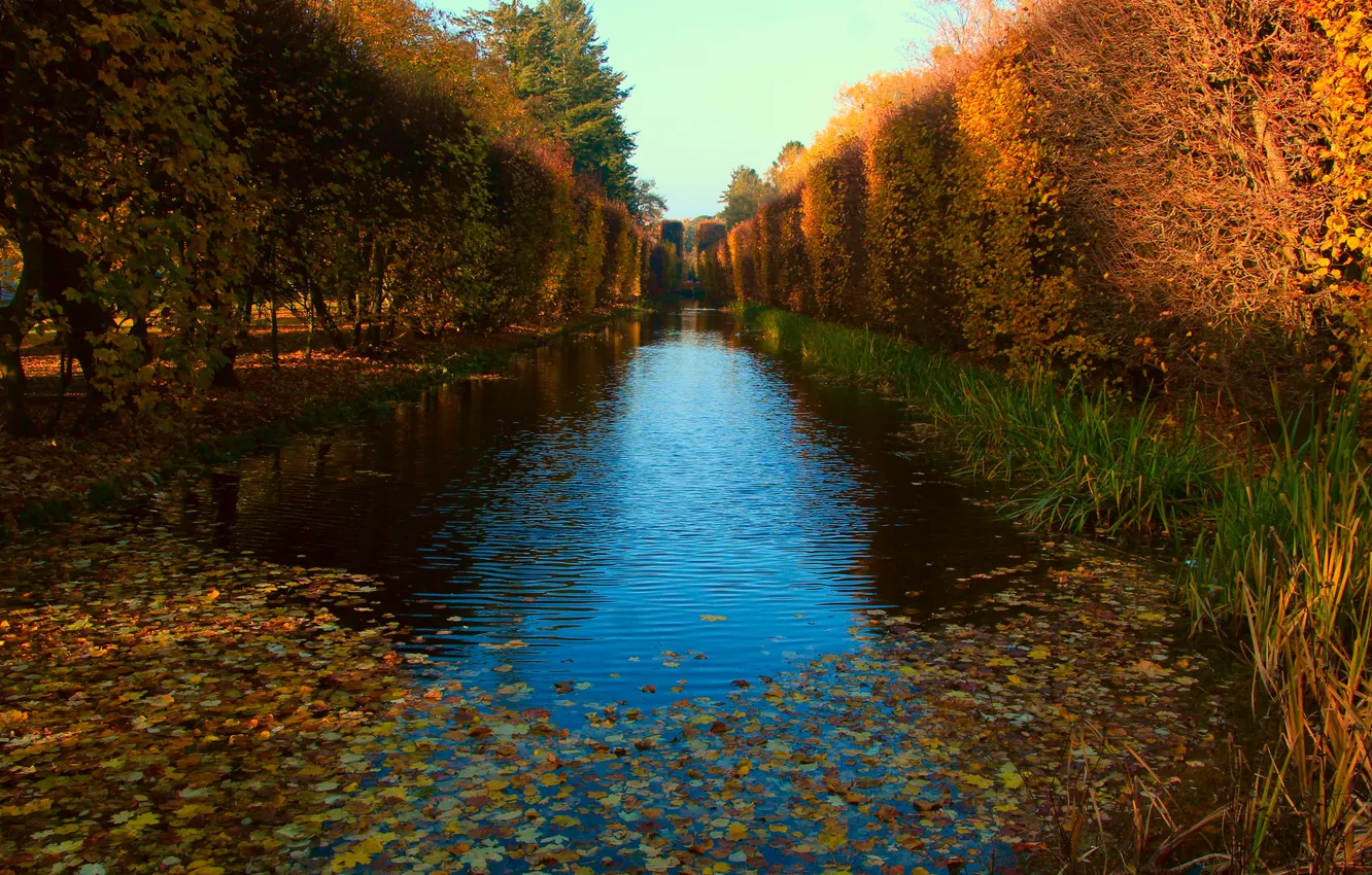 Фото обои park, autumn, pond, fall