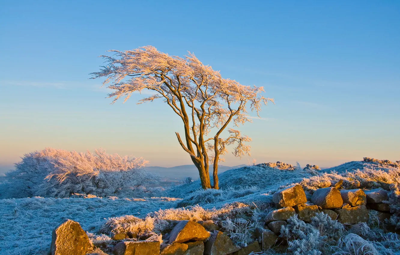 Фото обои зима, иней, снег, дерево, Природа