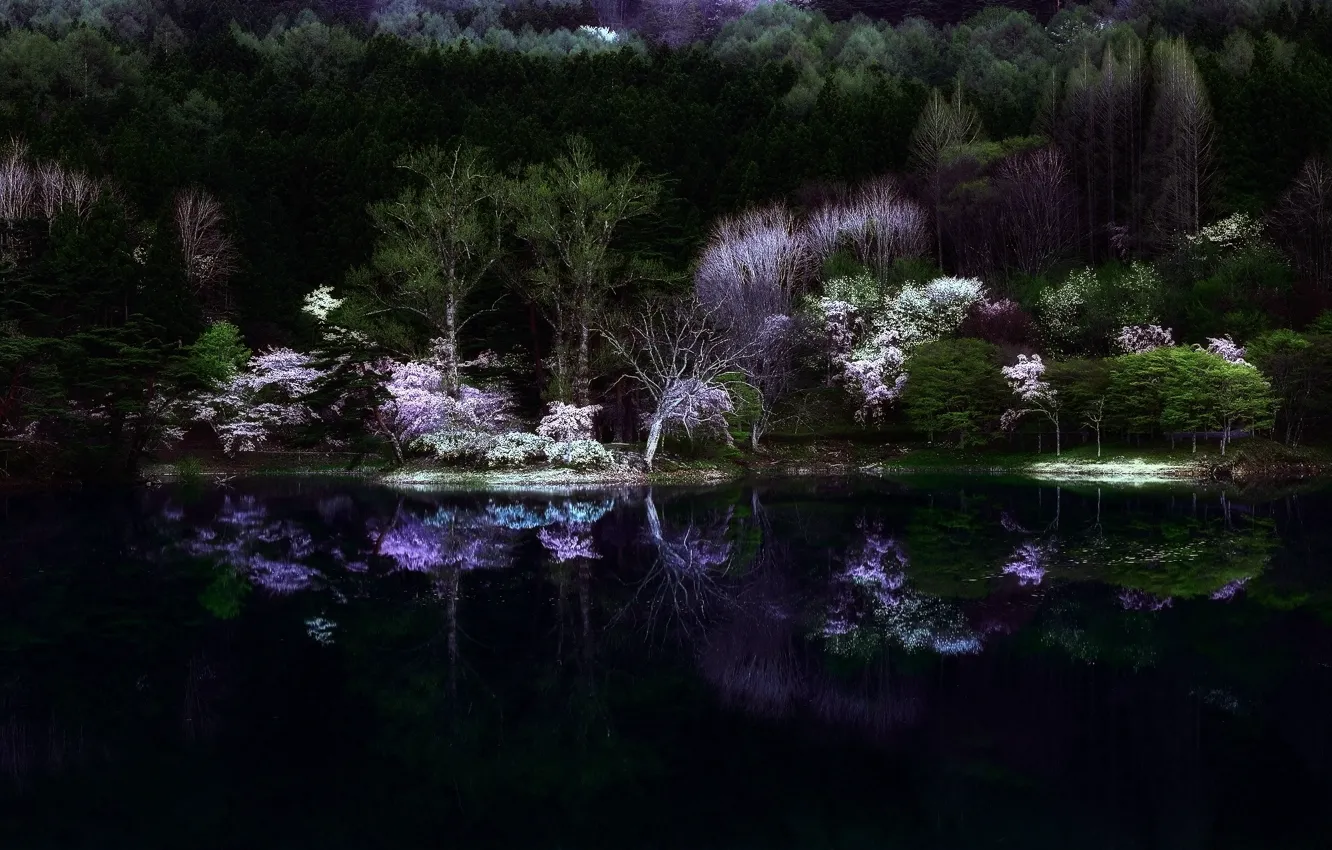 Фото обои лес, ночь, природа, озеро, мрак, весна, Япония, сакура