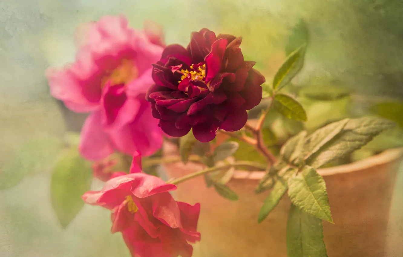 Фото обои яркие, розы, обработка, горшок, розовые