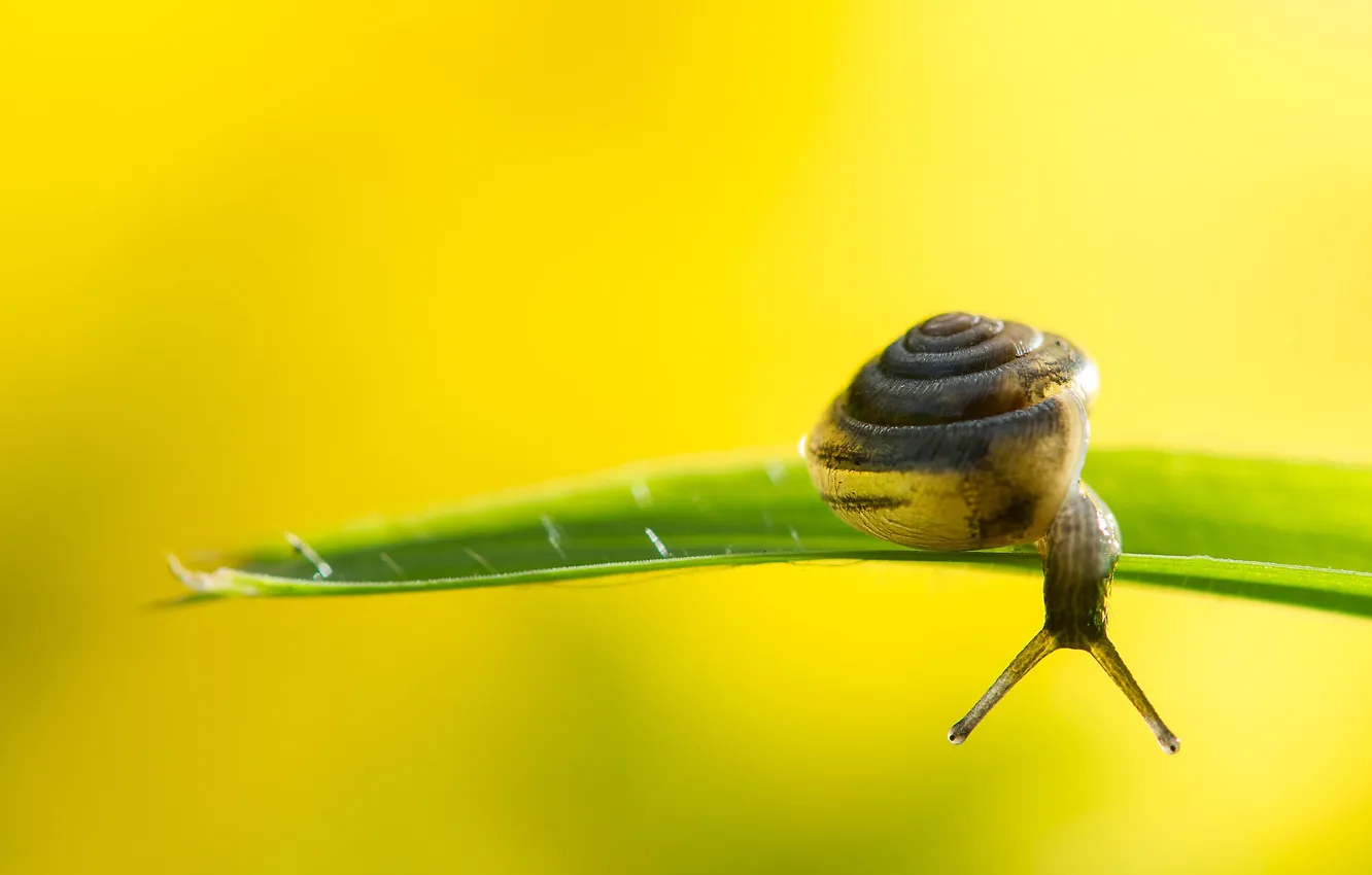 Фото обои grass, shell, snail