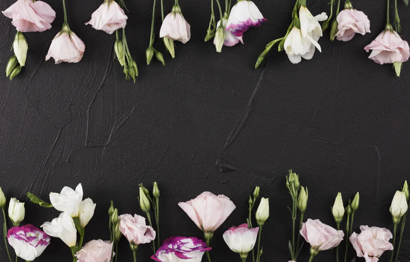 Фото обои цветы, черный фон, pink, flowers, beautiful, romantic, эустома, eustoma