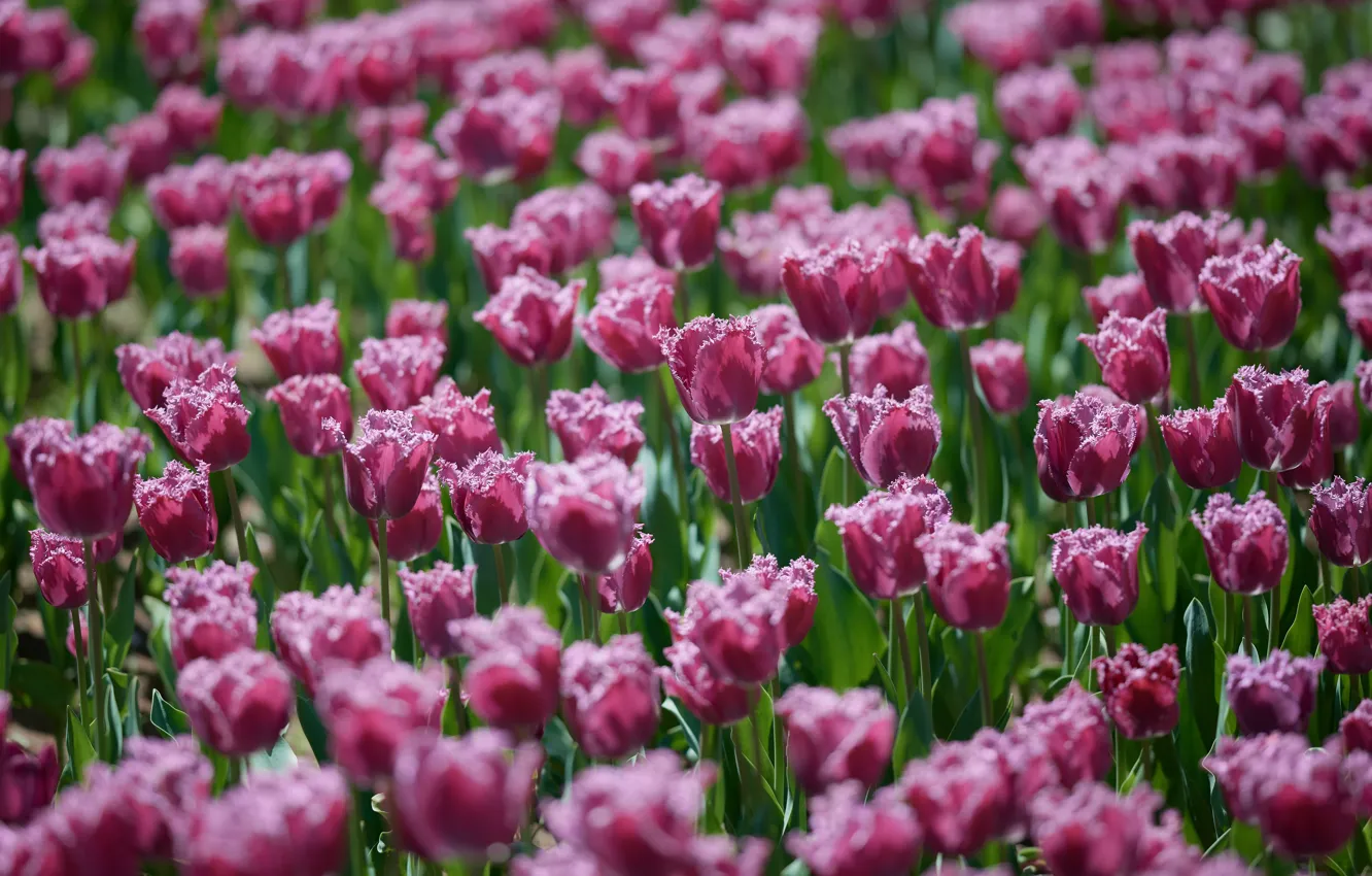 Фото обои цветы, поляна, весна, тюльпаны, розовые, клумба, много, плантация