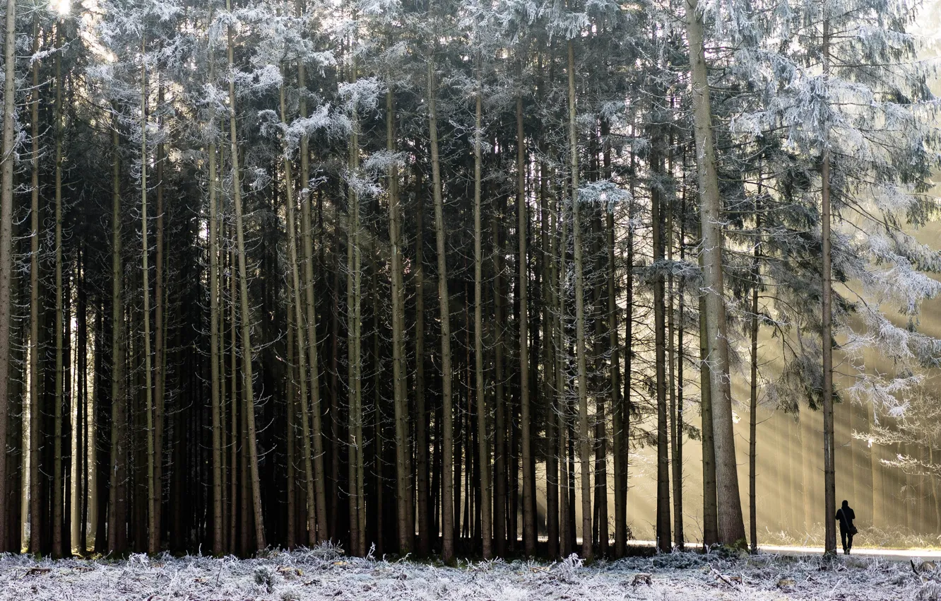 Фото обои зима, лес, человек, утро