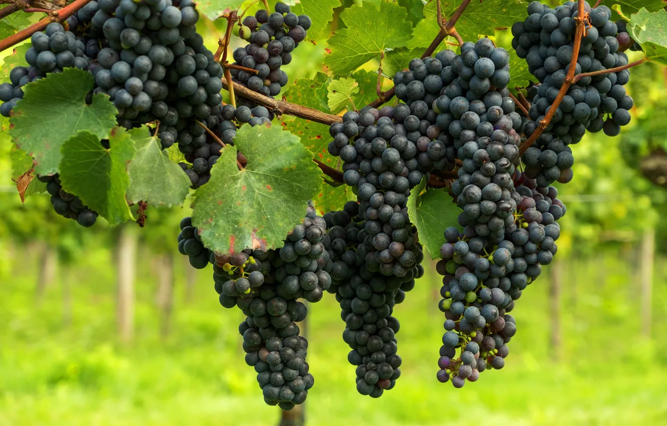Фото обои листья, синий, черный, плоды, виноград, виноградник, гроздья, висят