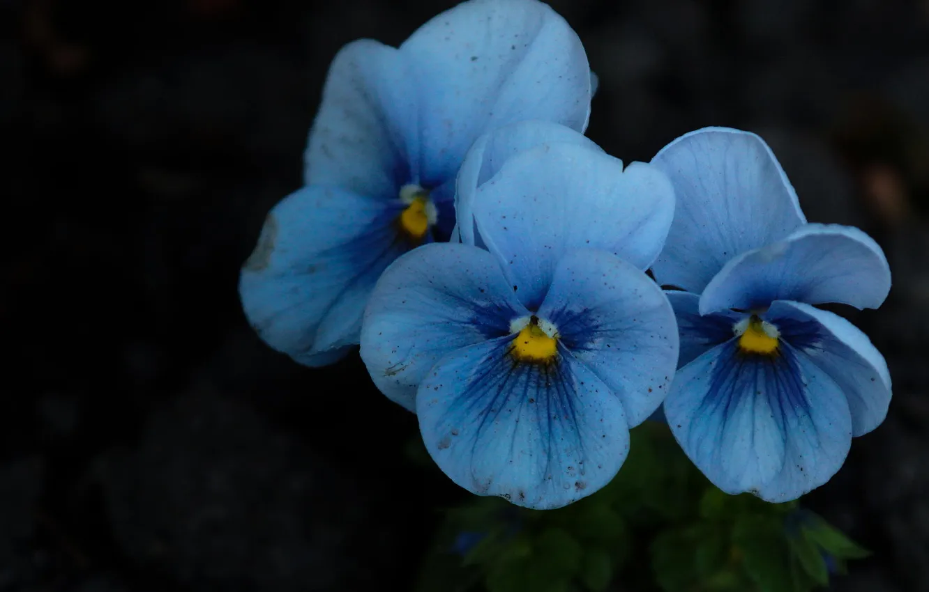 Фото обои макро, цветы, голубые, анютины глазки, фиалки