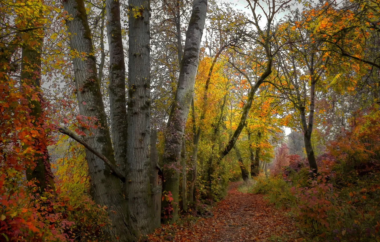 Фото обои лес, пейзаж, природа