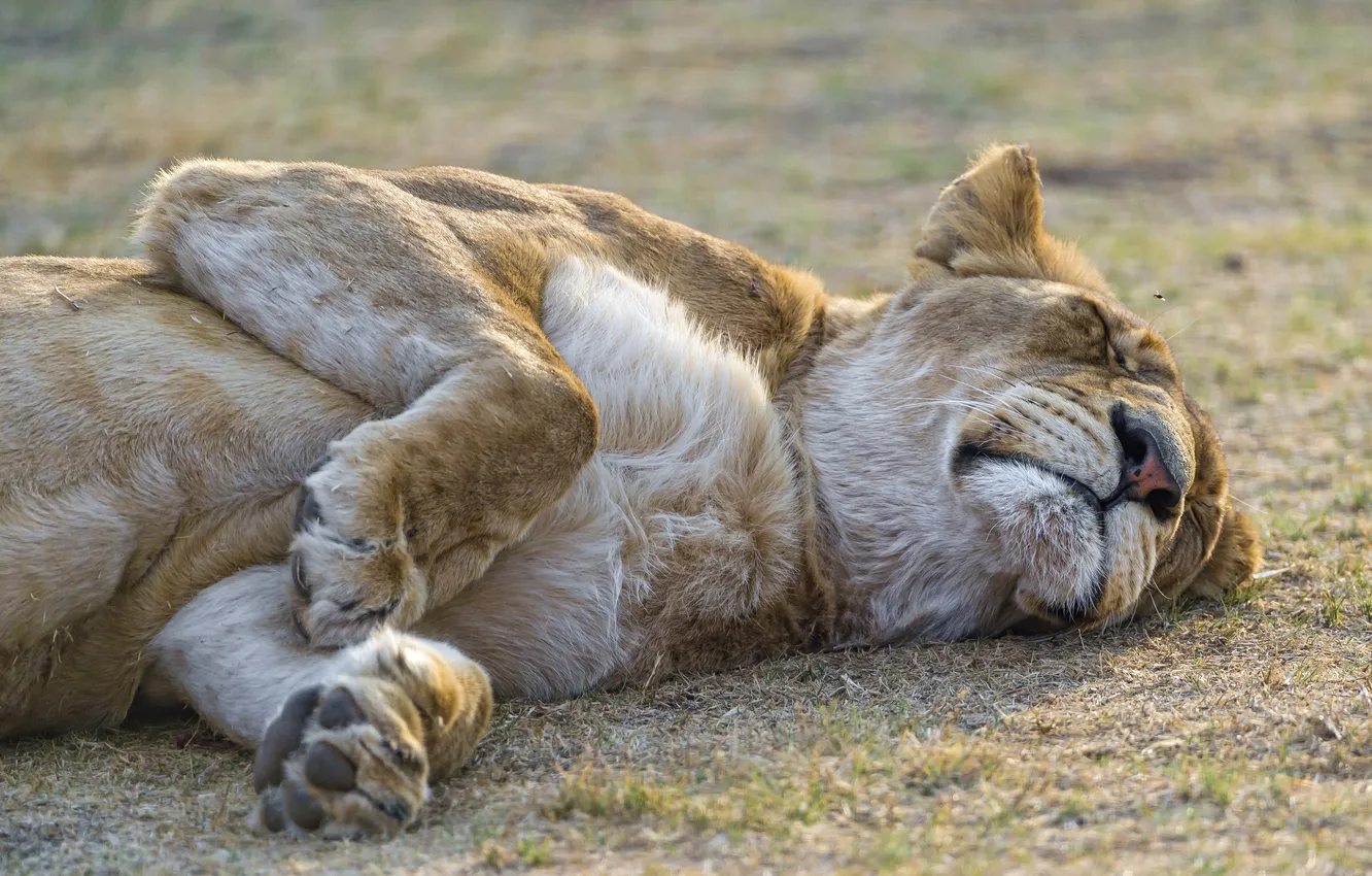 Фото обои кошка, отдых, сон, львица, ©Tambako The Jaguar