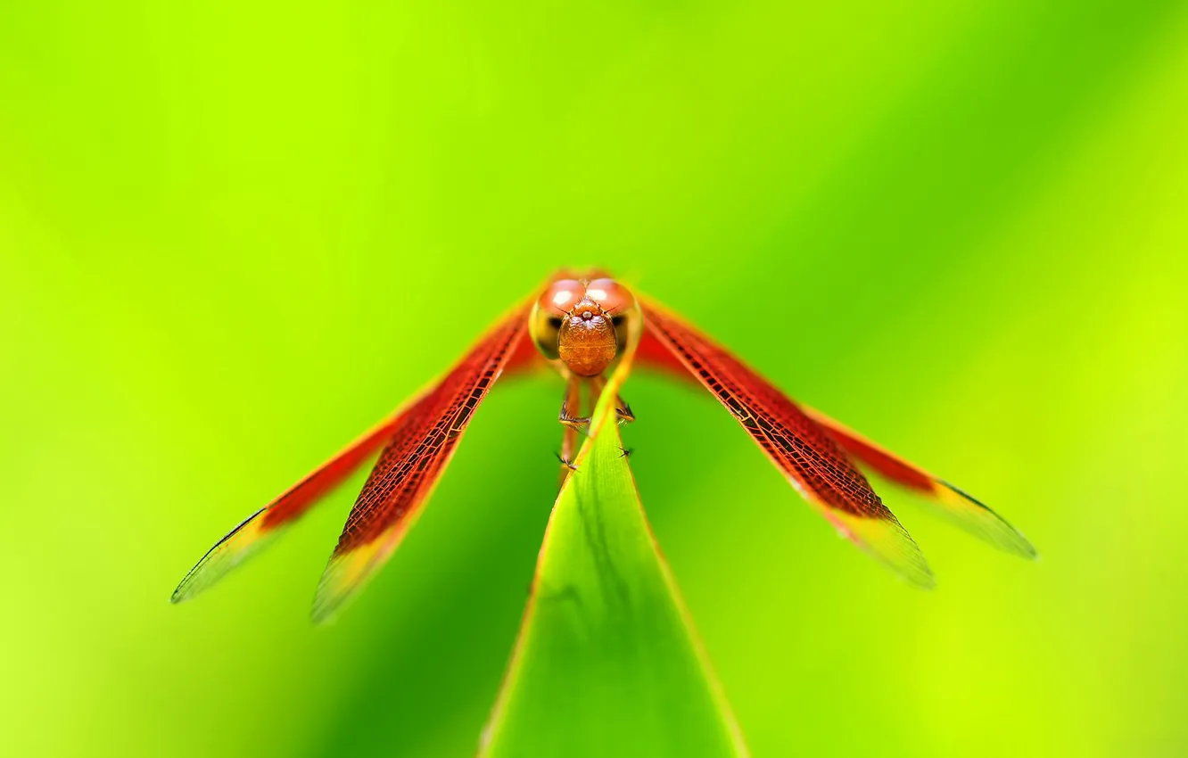 Фото обои глаза, растение, крылья, голова, стрекоза, насекомое
