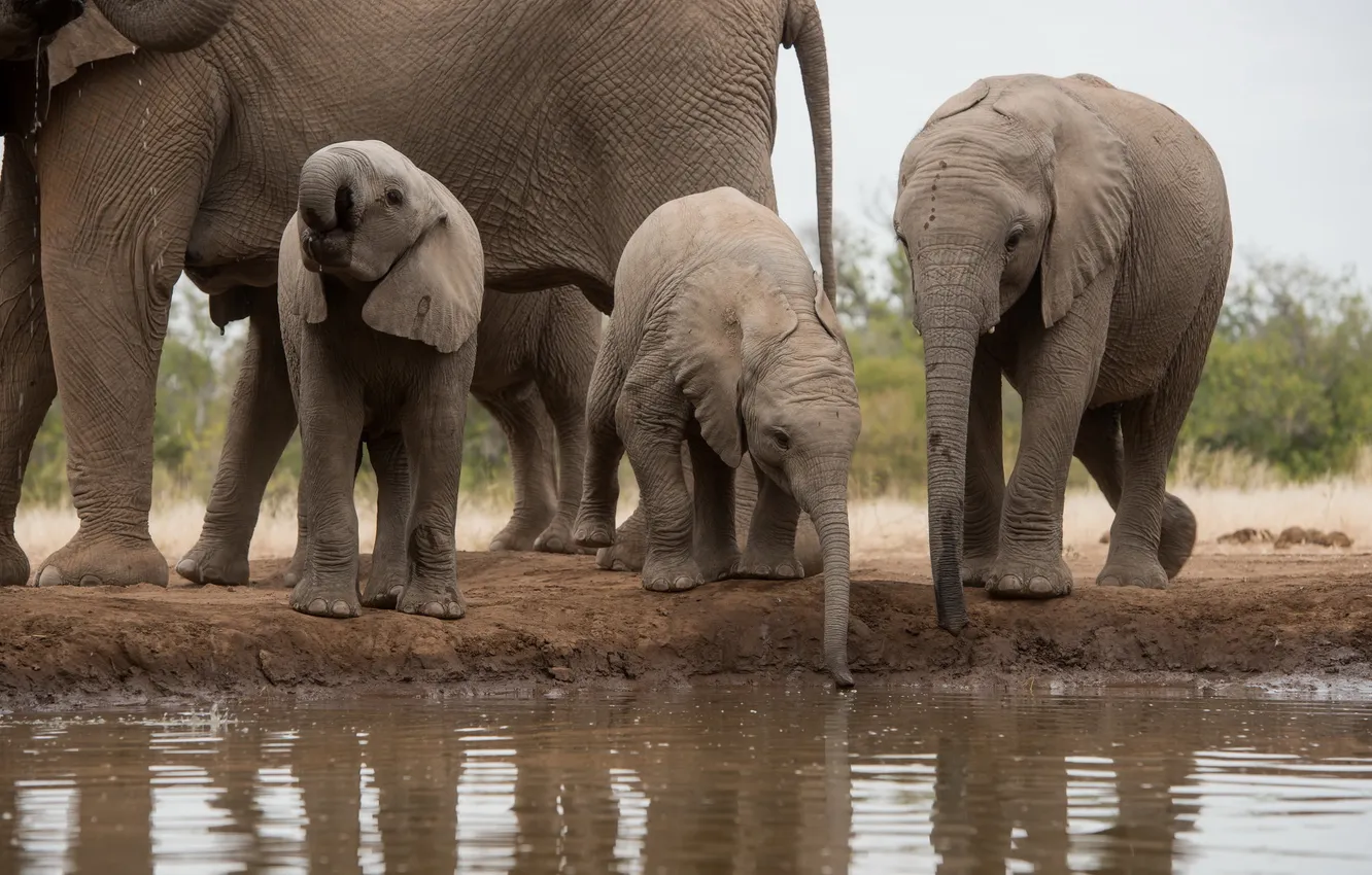 Фото обои природа, Африка, слоны