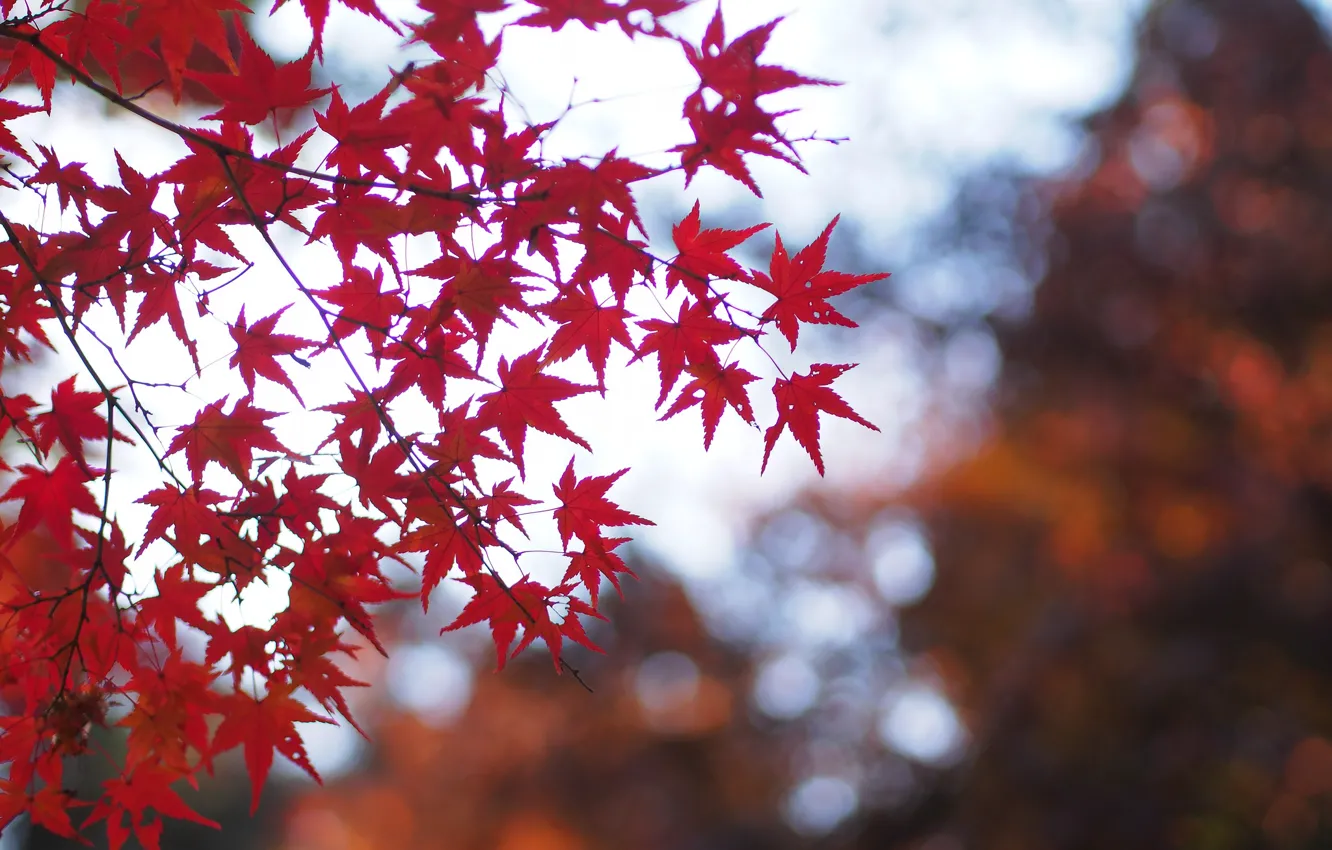 Фото обои осень, листья, макро, ветки, природа, блики, Дерево, размытость