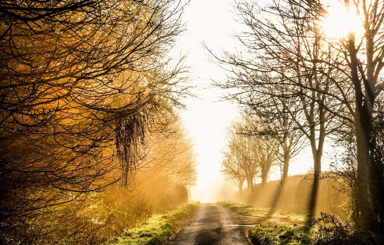 Фото обои дорога, свет, туман, утро