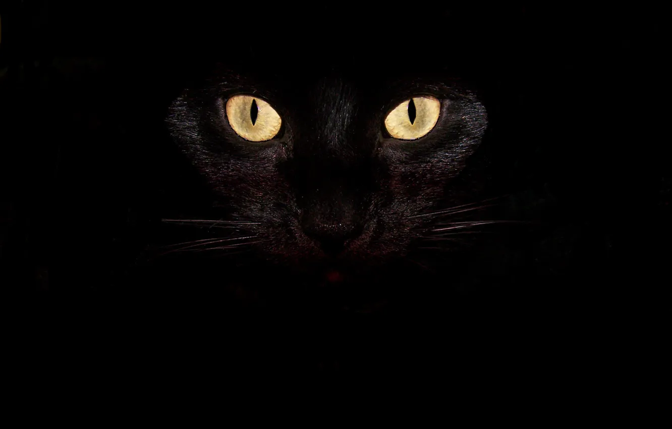 Фото обои Взгляд, Кошка, Усы, Кот, Глаза, Чёрный