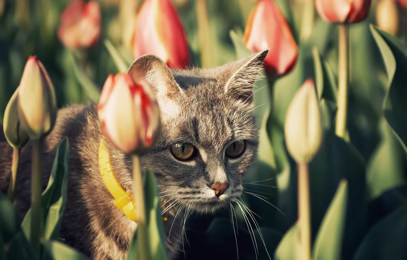 Коты и тюльпаны картинки