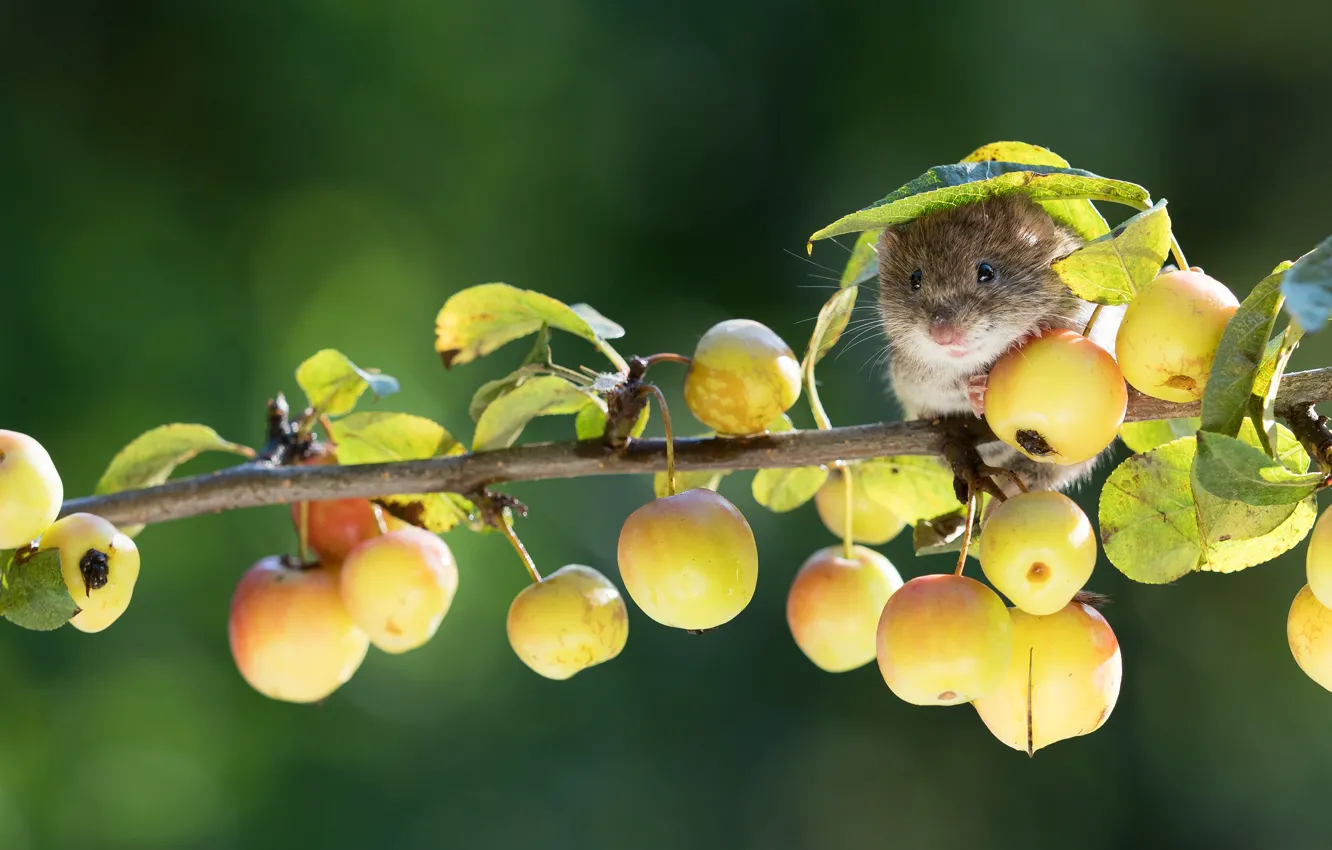 Фото обои листья, яблоки, листок, ветка, желтые, мышь, мышка, плоды