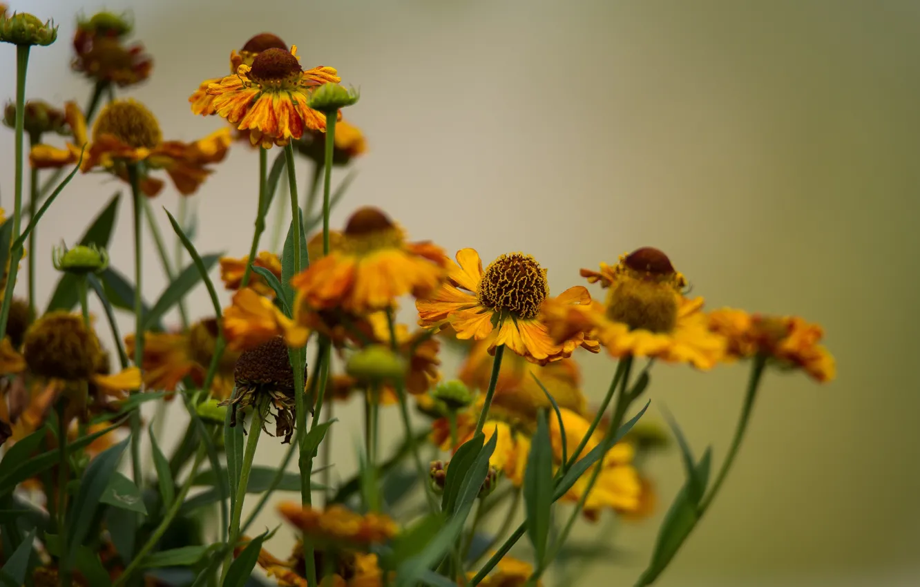 Фото обои цветы, фон, октябрь, гелениум