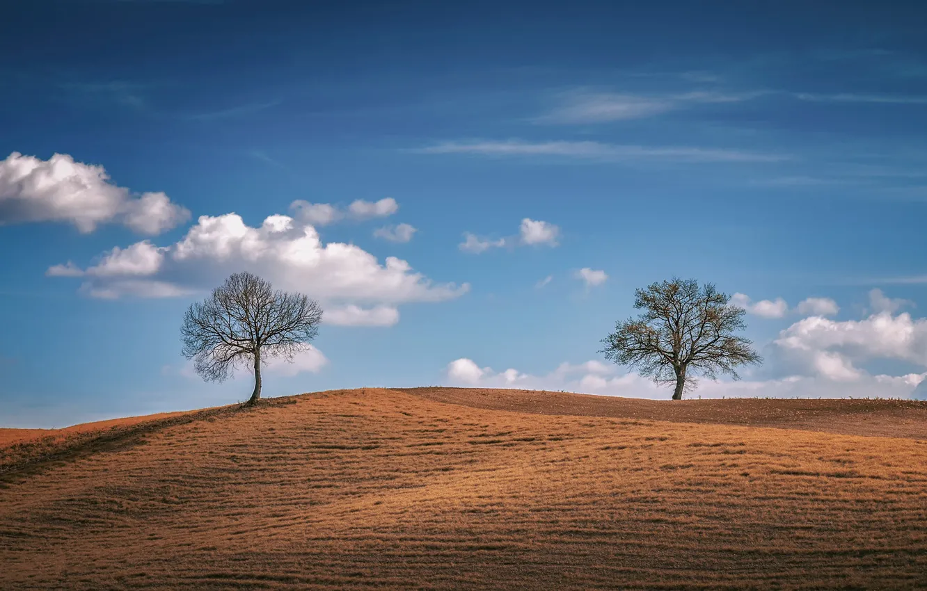 Фото обои поле, небо, дерево