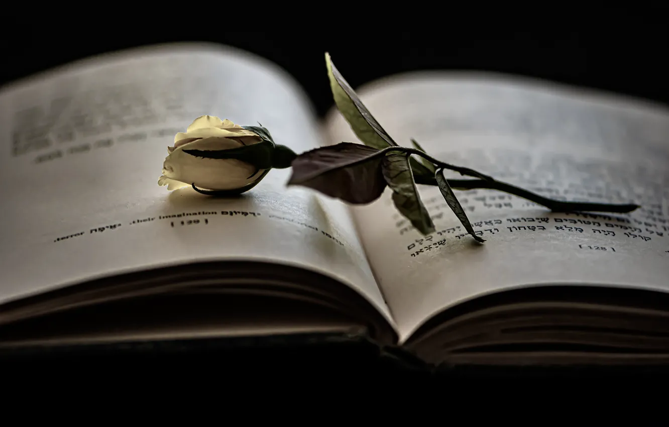 Фото обои роза, книга, белая, черный фон