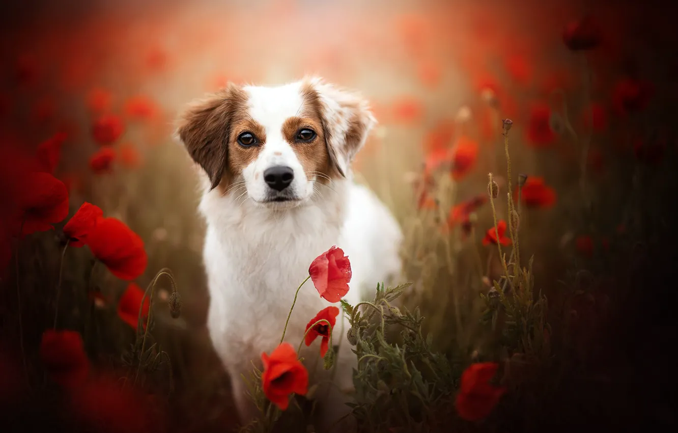 Фото обои взгляд, морда, цветы, маки, собака, боке, Коикерхондье