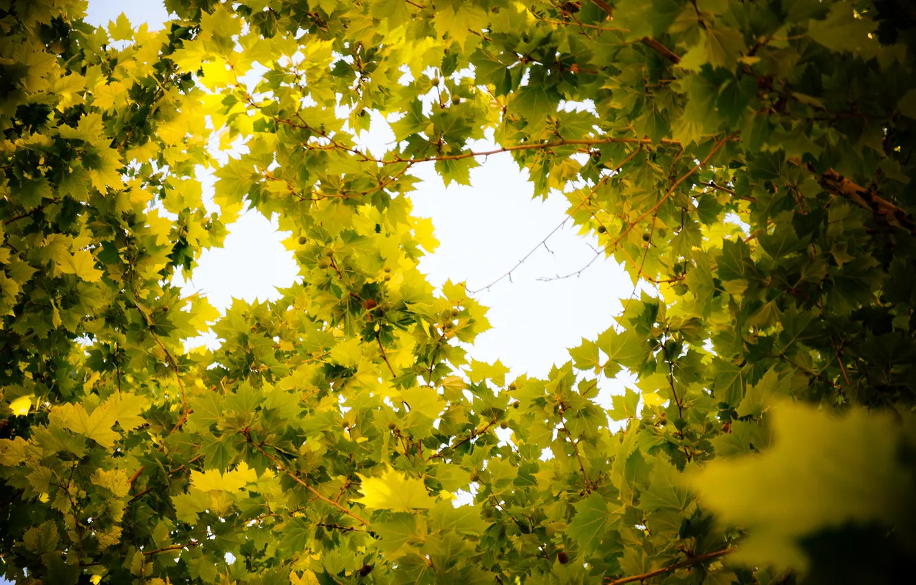 Фото обои листья, ветки, зеленый