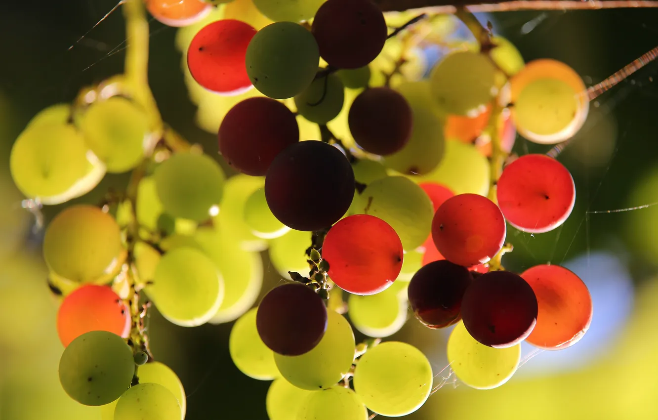 Фото обои свет, паутина, плоды, виноград, гроздь, разный, висит