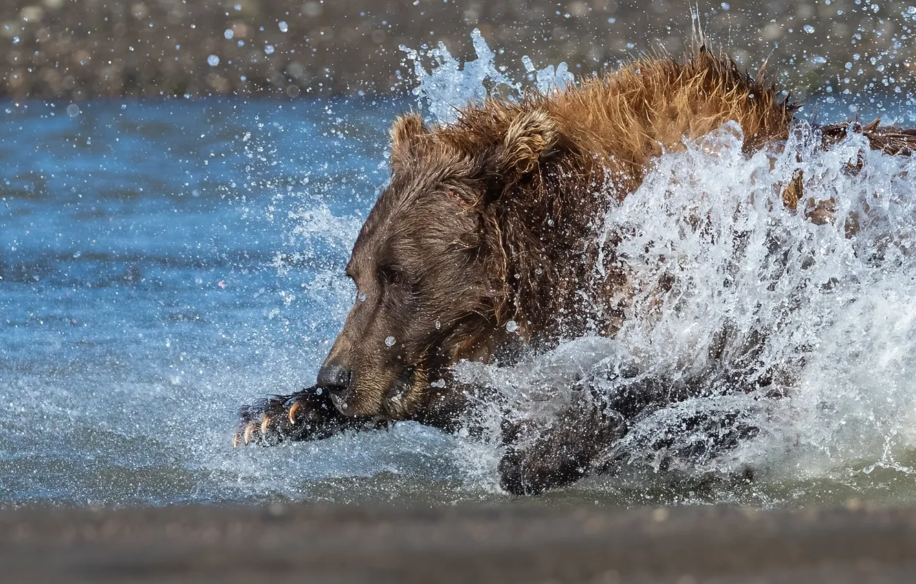 Фото обои Вода, Река, Бег, Медведь, Хищник, Брызги, Зверь, Гризли