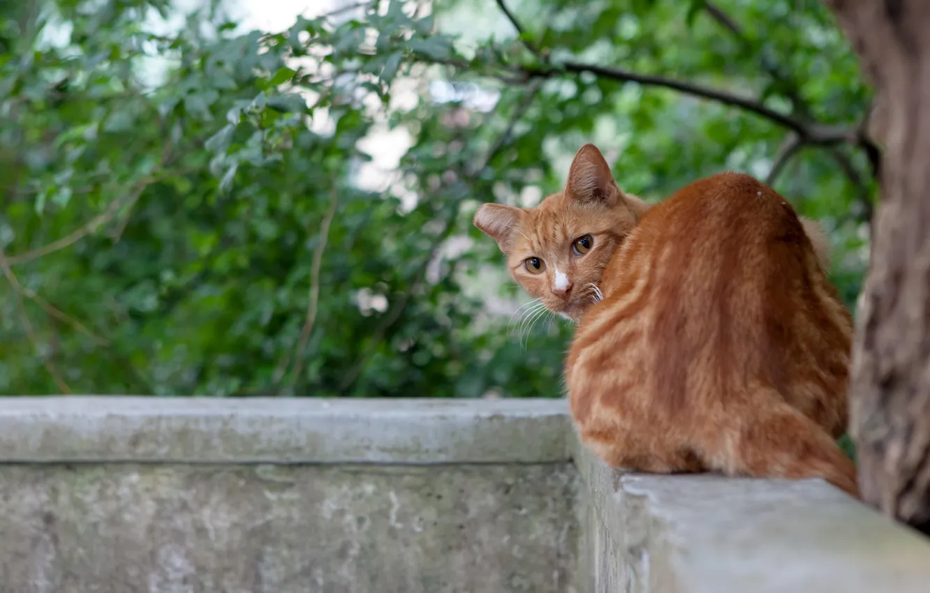 Фото обои кошка, взгляд, балкон
