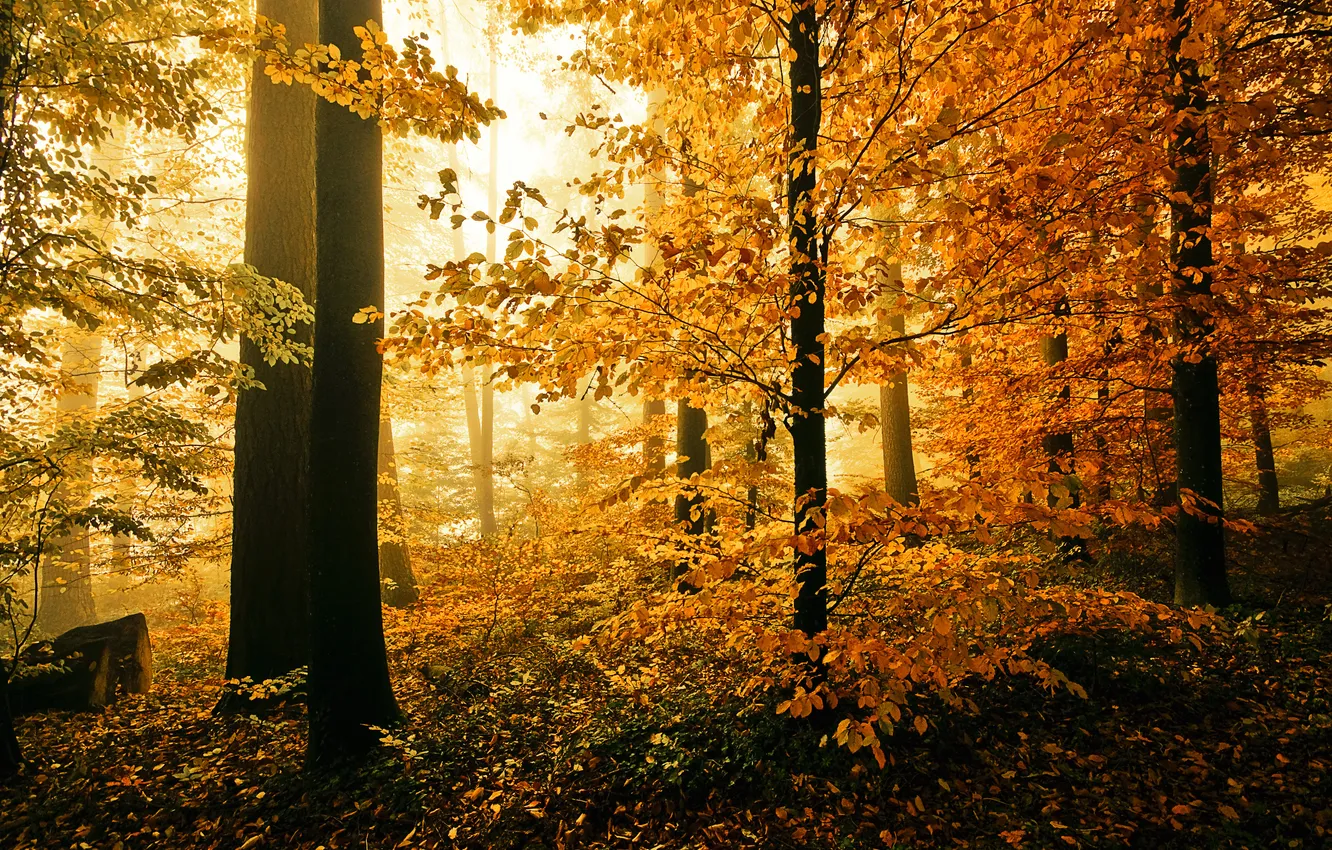 Фото обои осень, лес, природа, листва
