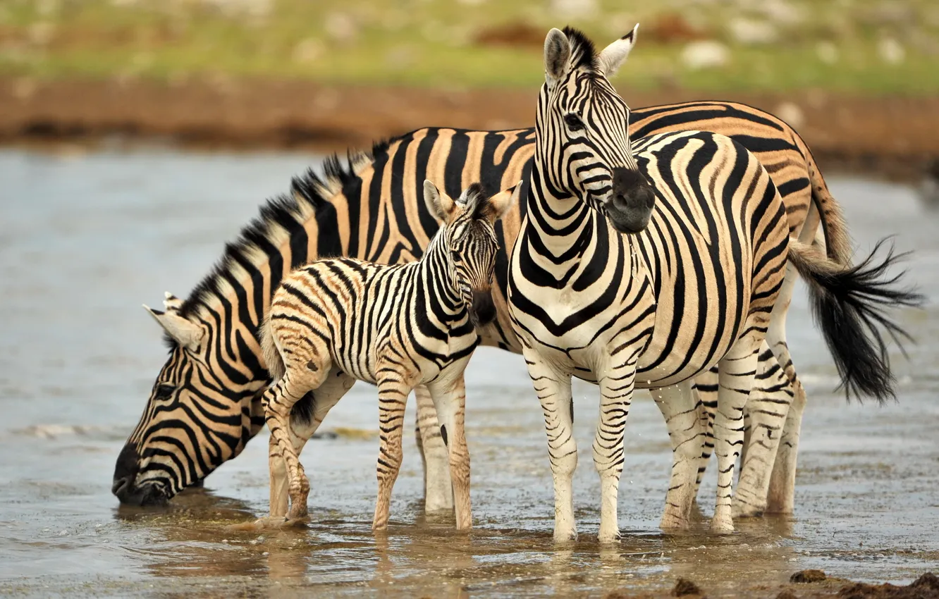 Фото обои природа, Намибия, зебры