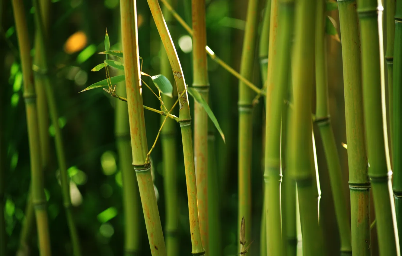 Фото обои природа, зеленый, заросли, стебли, бамбук, bamboo