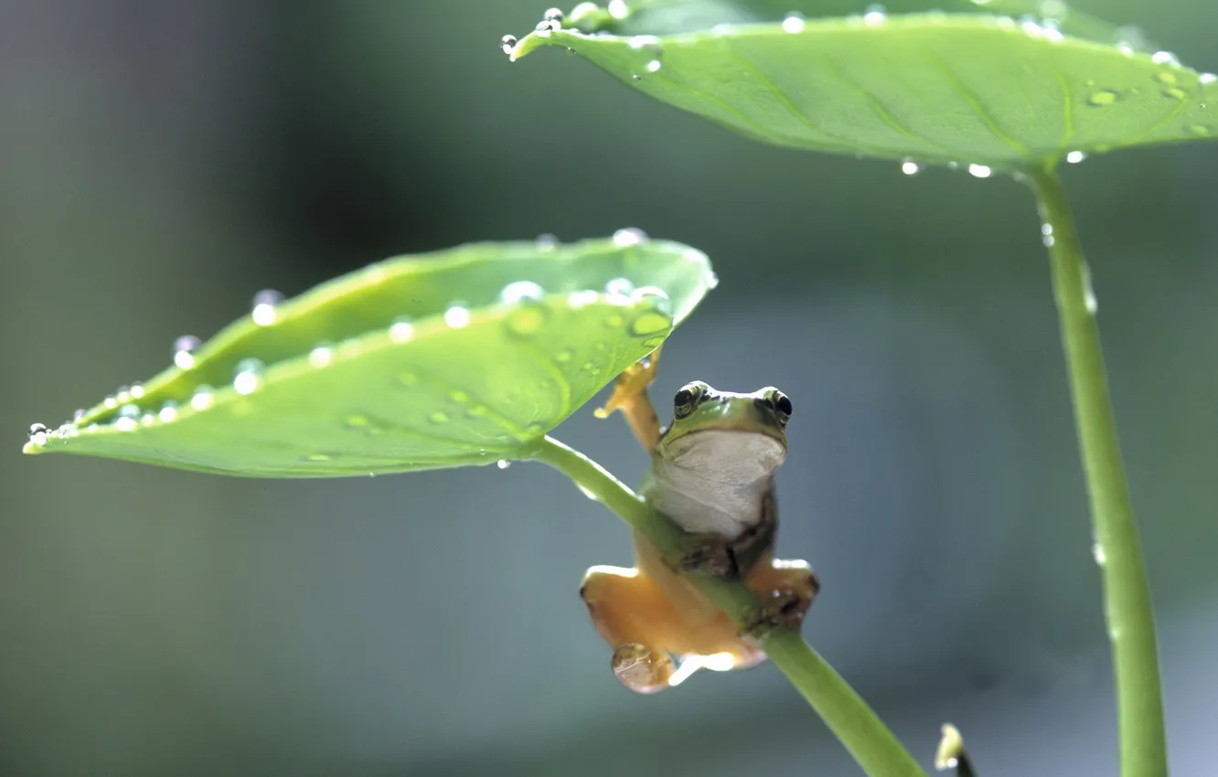 Фото обои листья, лягушка, frog
