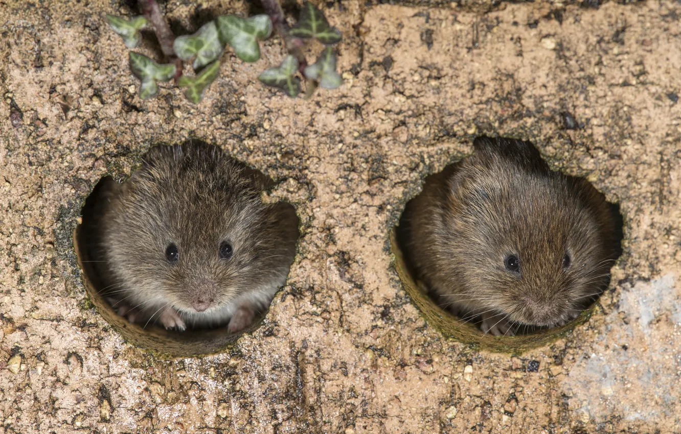 Фото обои мышка, норка, кроха