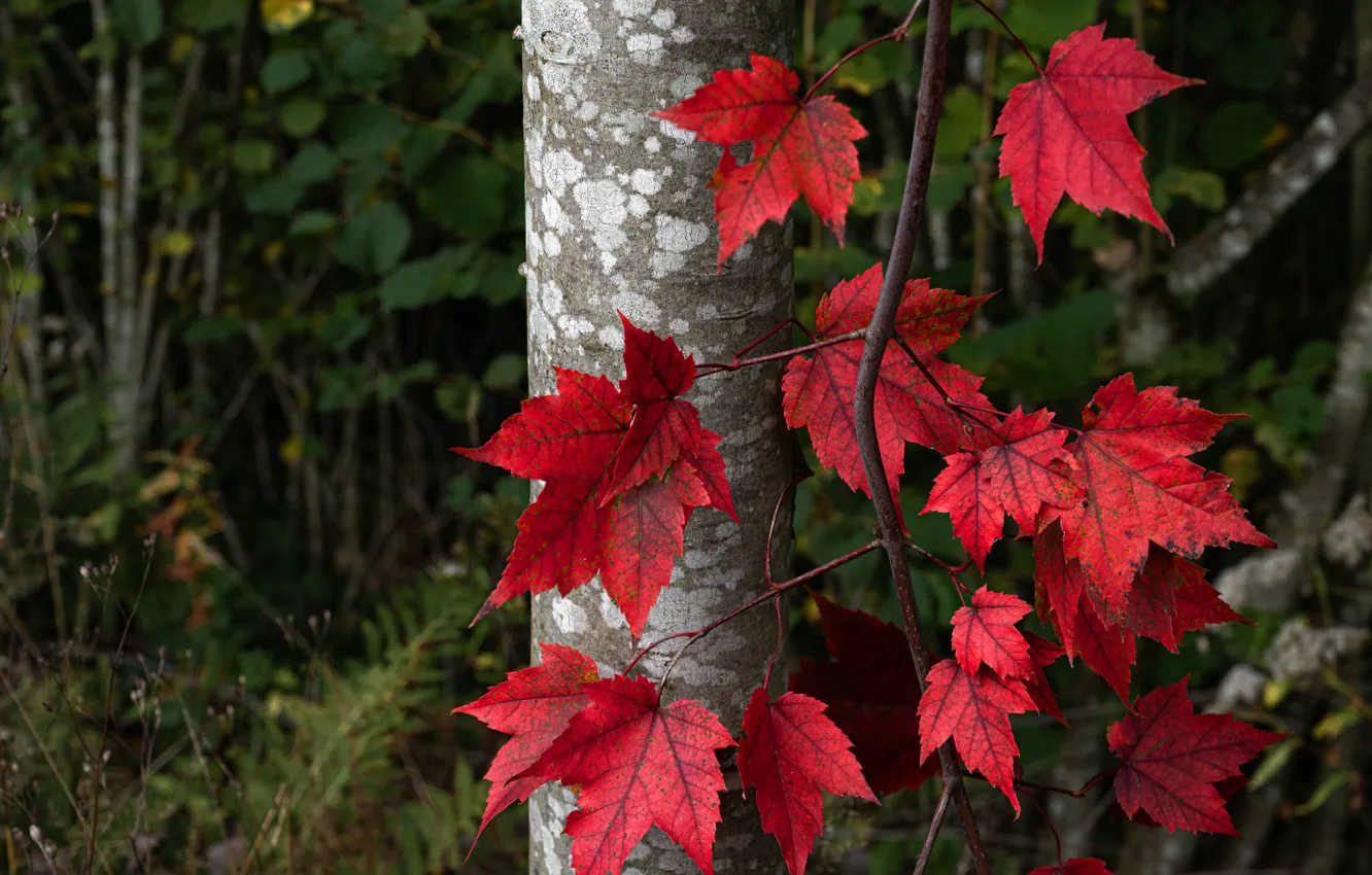 Фото обои осень, лес, листья, природа, дерево, листва, ветка, красные