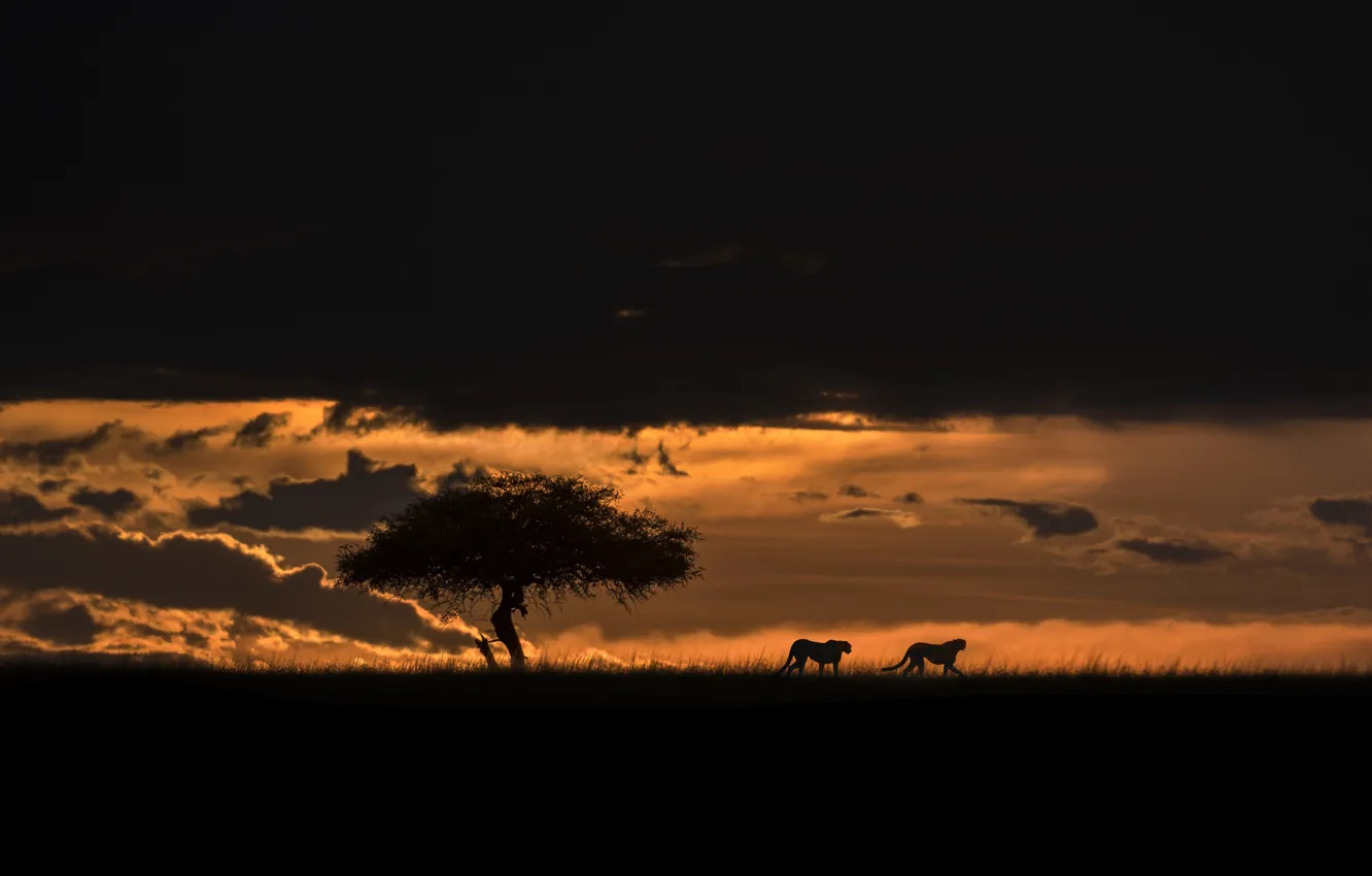 Фото обои тучи, саванна, clouds, гепарды, savannah, cheetahs