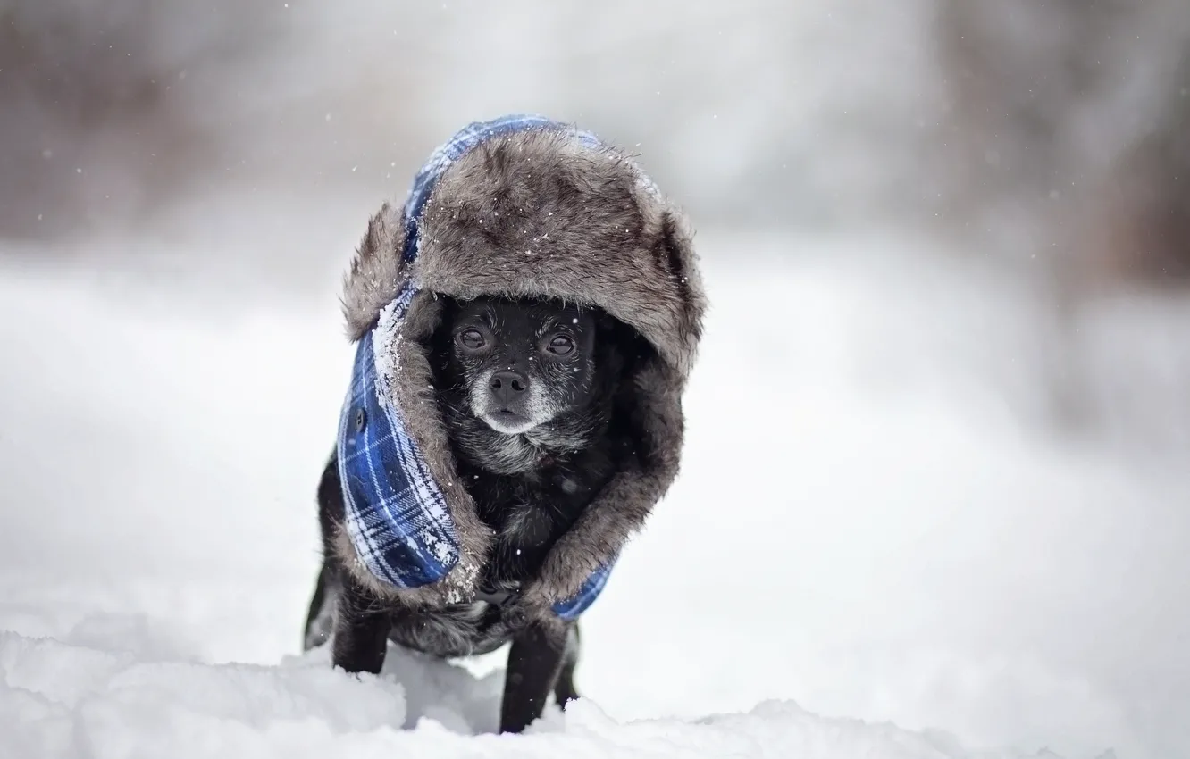 Фото обои зима, собака, шляпа