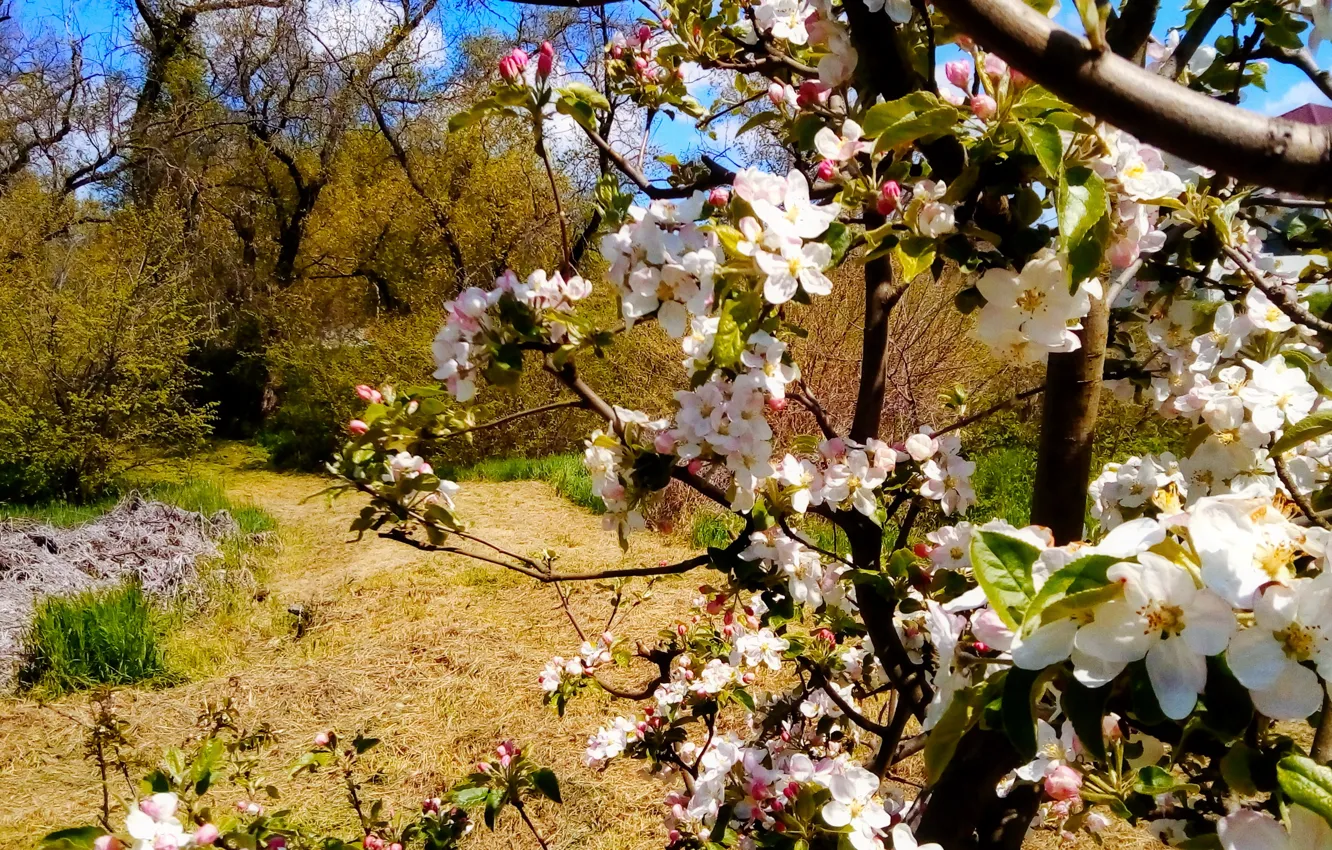Фото обои road, spring, apple tree