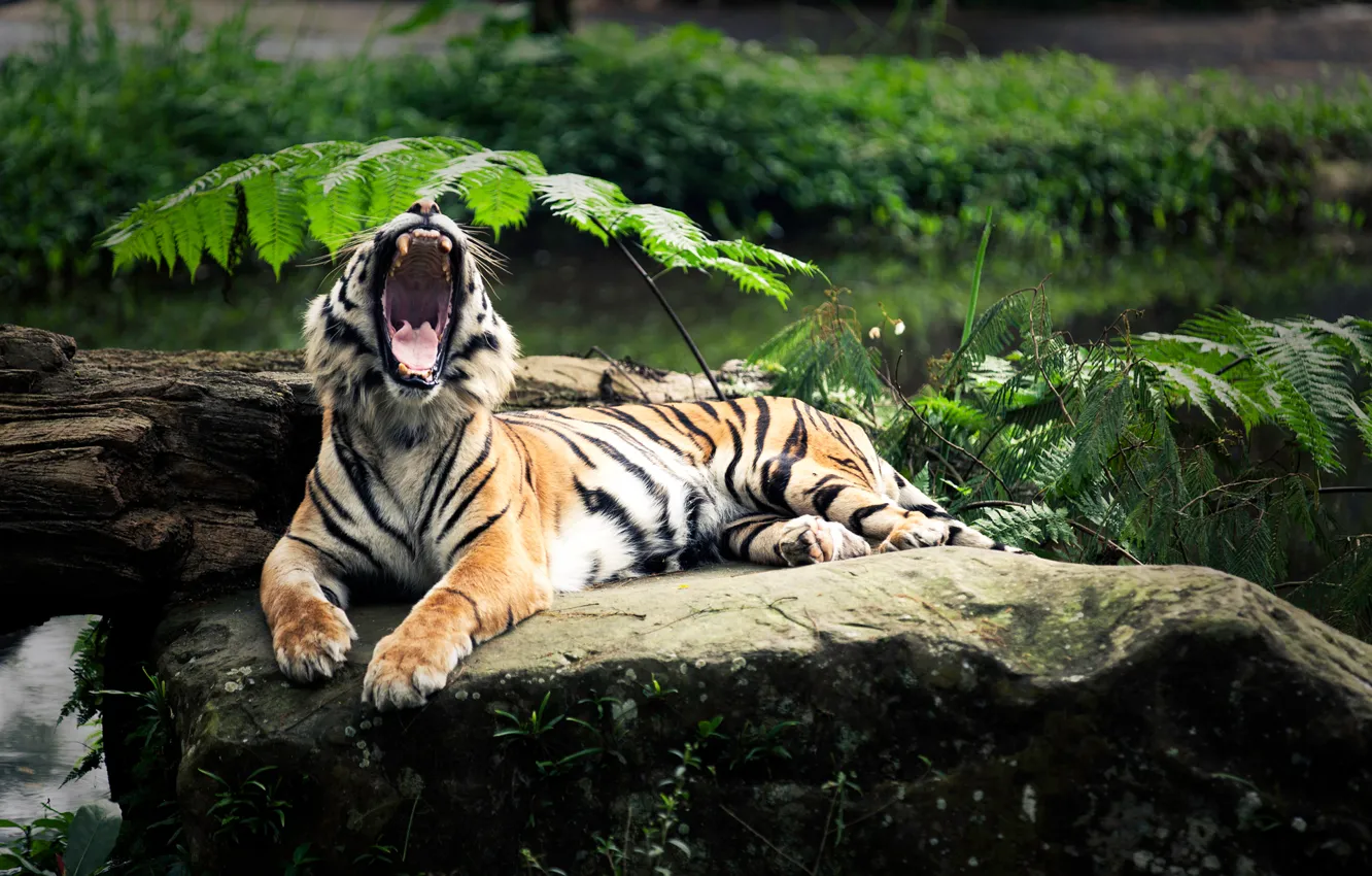 Фото обои тигр, отдых, пасть, зевота