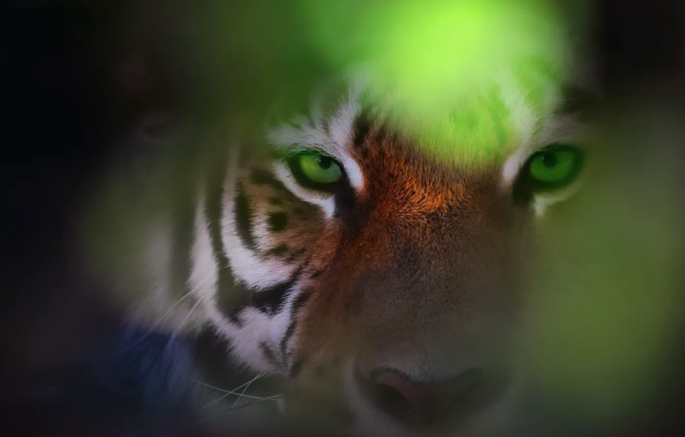Фото обои глаза, взгляд, тигр, боке, Eye Of The Tiger