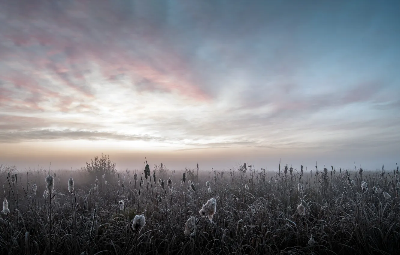Фото обои поле, туман, утро