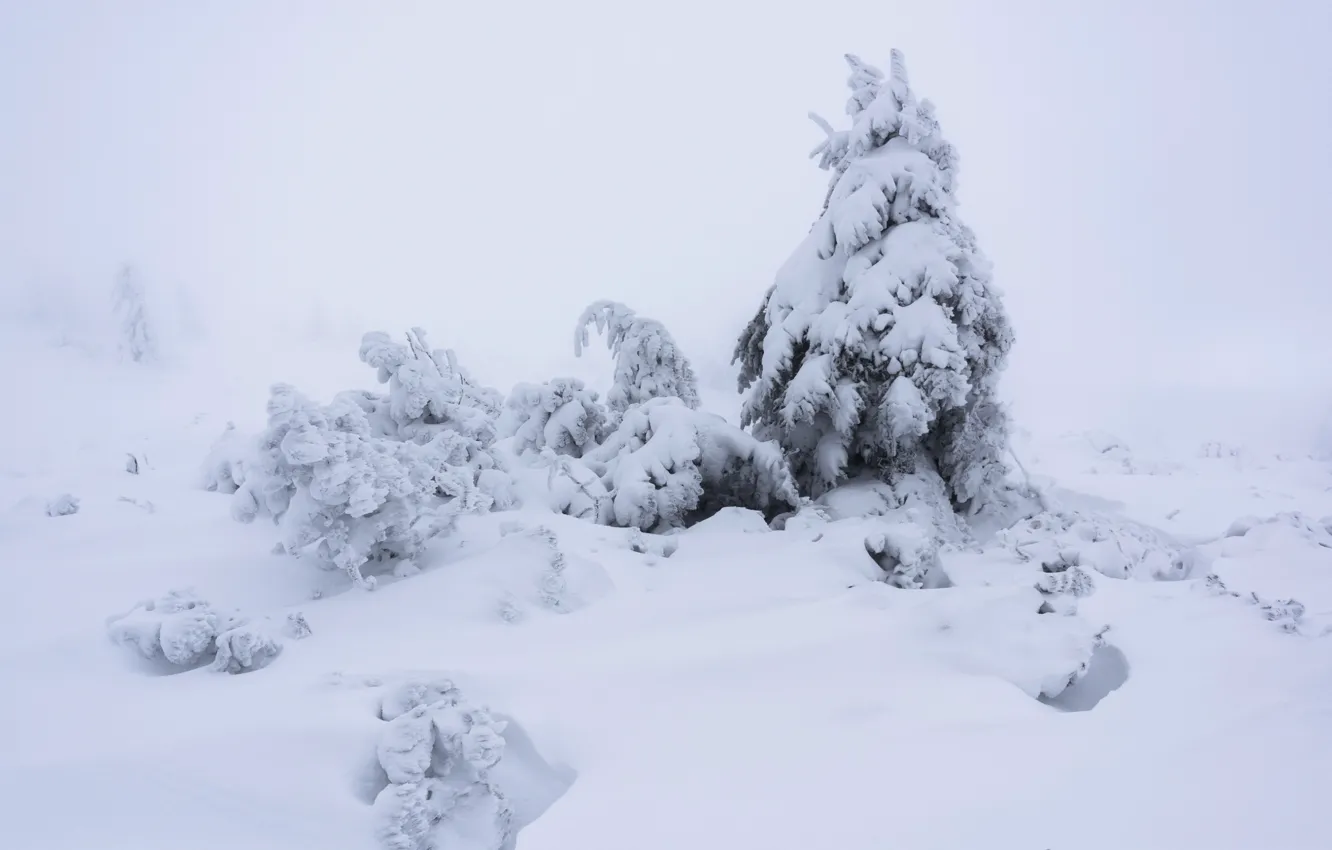 Фото обои зима, снег, ель