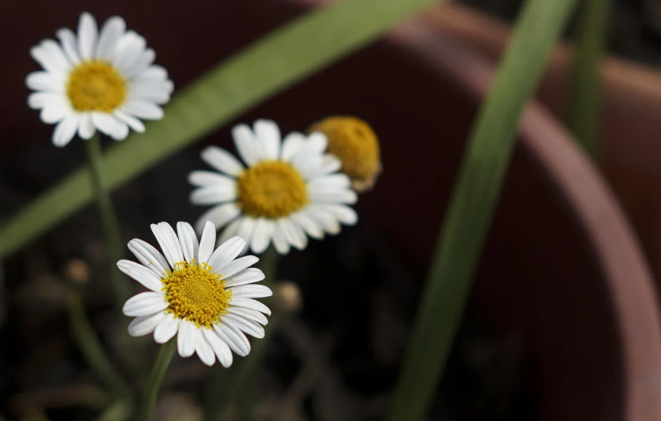 Фото обои цветы, ромашки, лепестки, белые