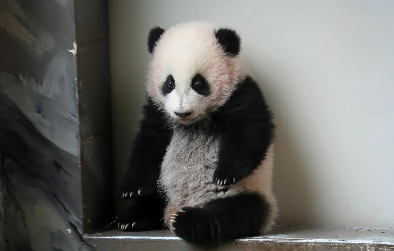 Фото обои zoo, atlanta, giant panda