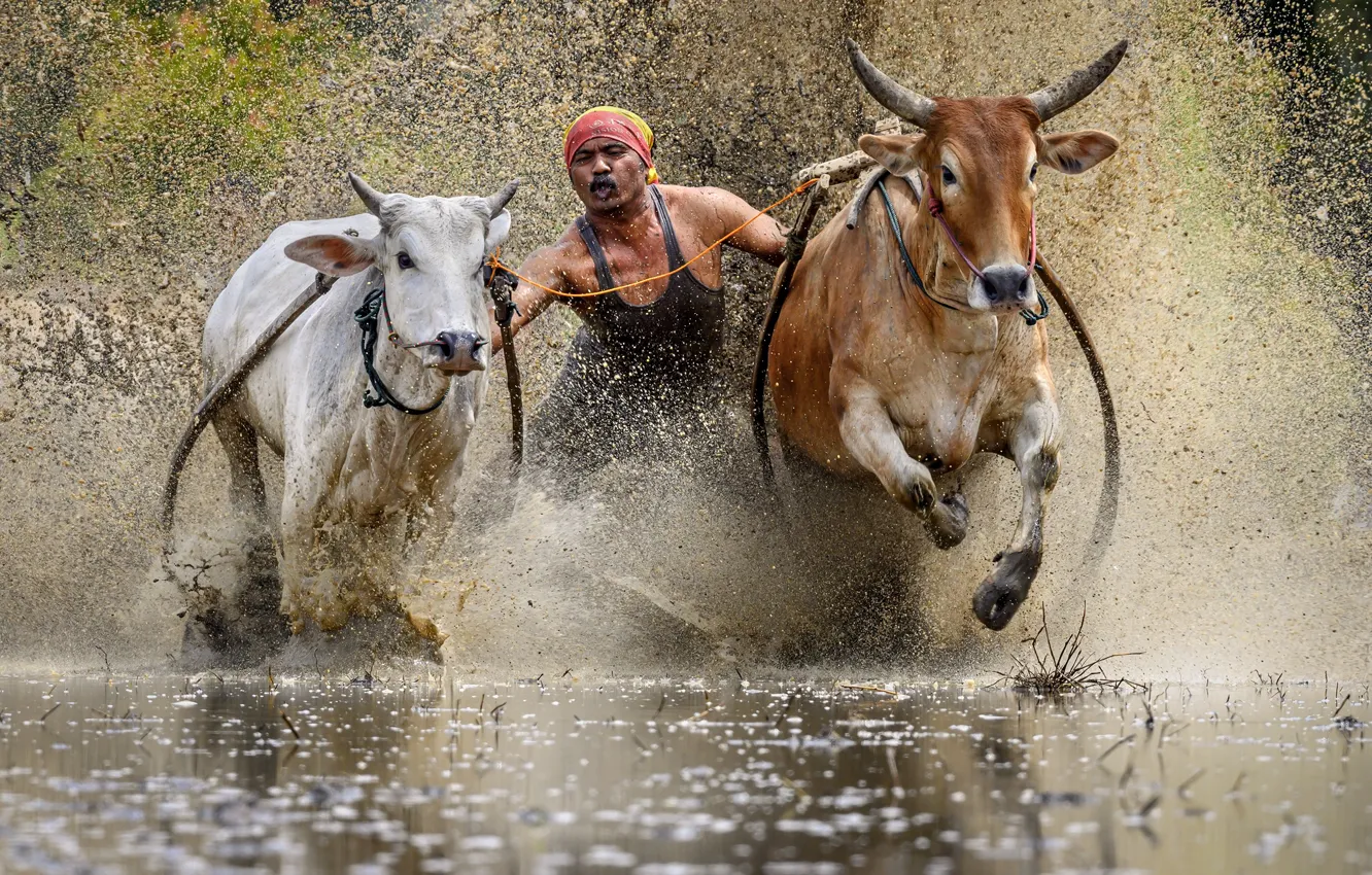 Фото обои гонка, спорт, быки