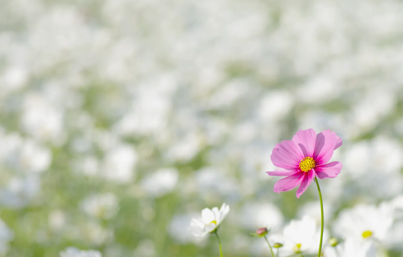 Фото обои поле, цветок, макро, цветы, природа, розовый, поляна, весна