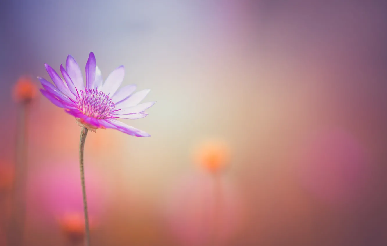 Фото обои flower, bokeh, petals, stalk