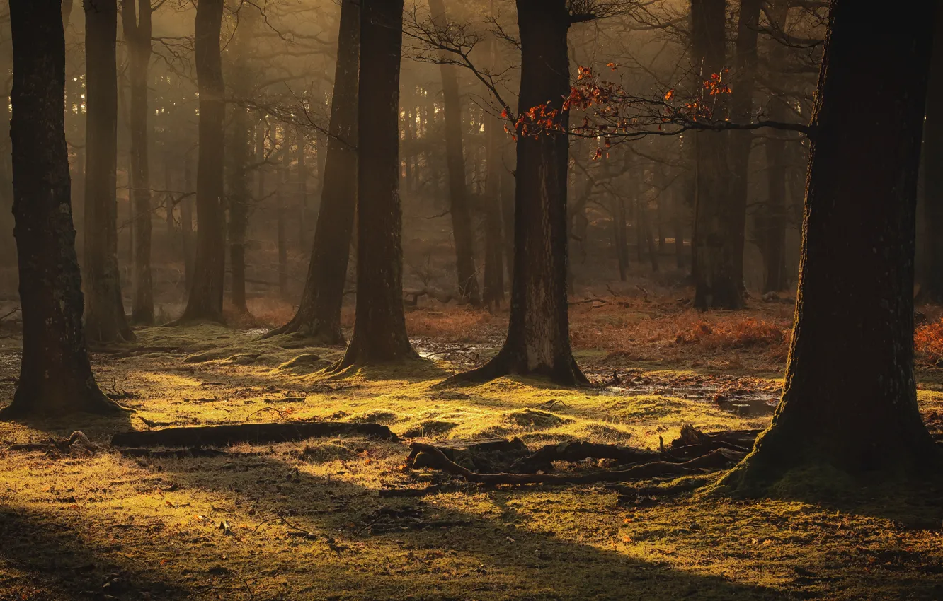 Фото обои осень, лес, листья, свет, деревья, ветки, туман, ручей