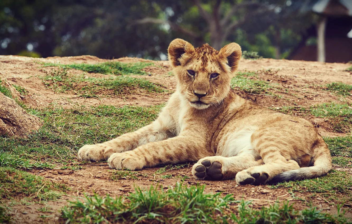 Фото обои взгляд, морда, природа, поза, лев, лежит, дикая кошка, львенок