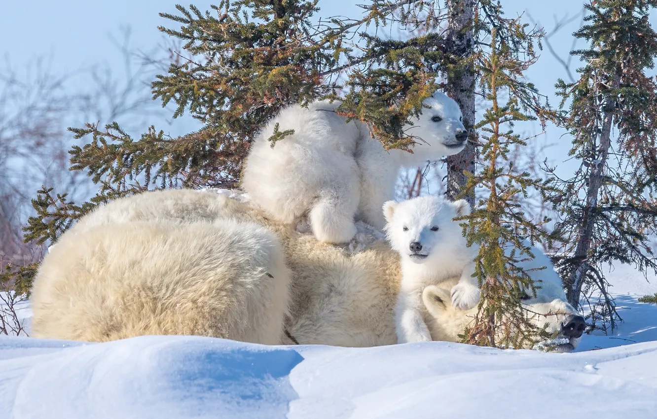 Фото обои снег, медведь, малыши, медвежата, мама