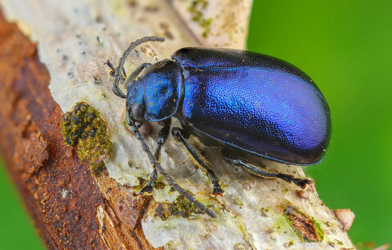 Фото обои макро, синий, фон, жук, насекомое, кора, жучок, блестящий